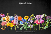 Watercolor wildflower meadow clipart, an Object Illustration by Art and Funny (Thumbnail 4 of 4)