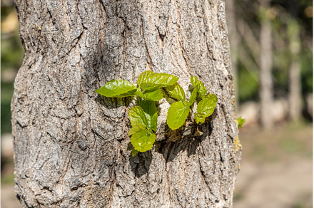 A beautiful mulberry tree with green