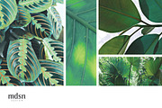 Tropic | Tropical Green Photo Bundle, a Nature Photo by MDSN Design (Thumbnail 2 of 16)