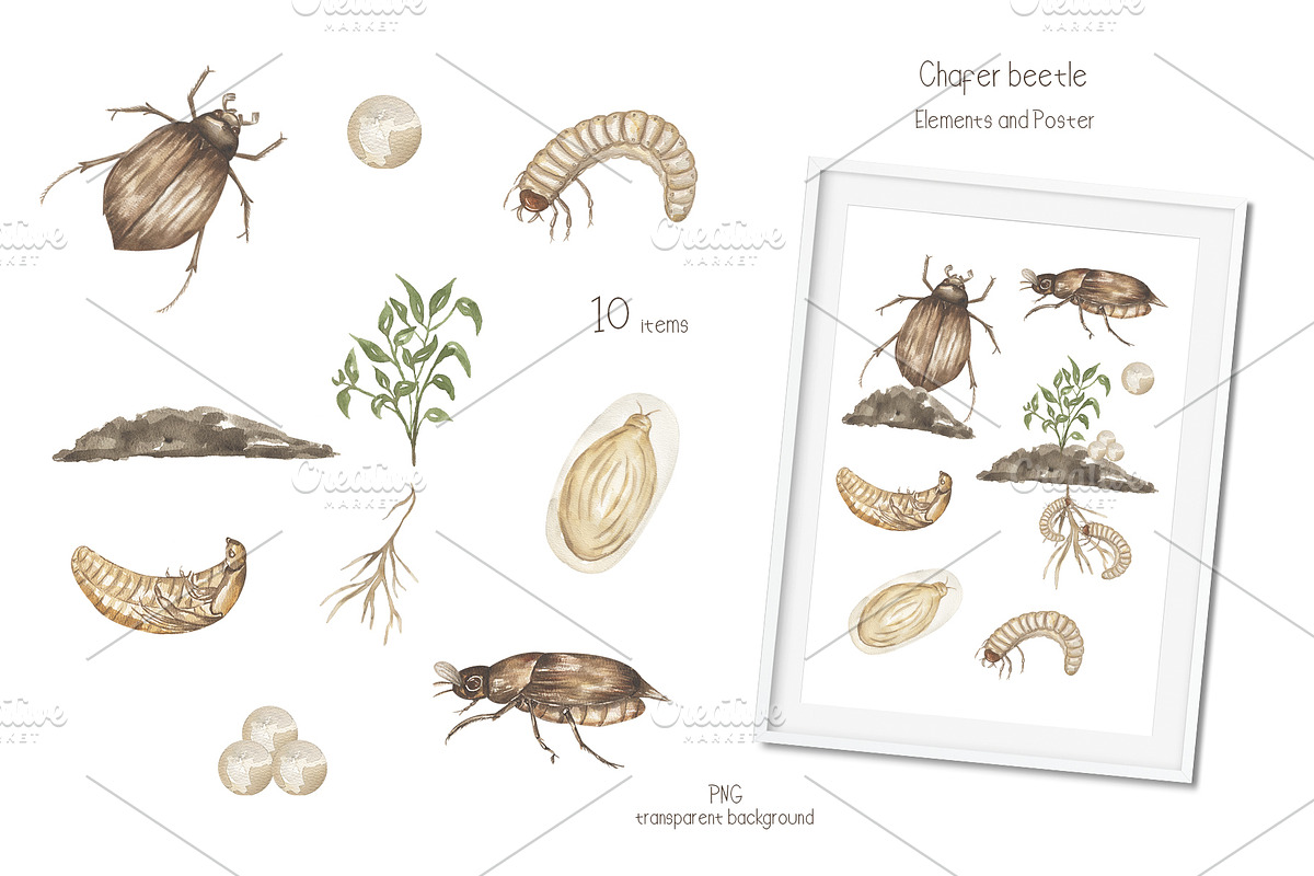 Watercolor Insects Life Cycle, an Education Illustration by MayaNavits (Photo 4 of 18)