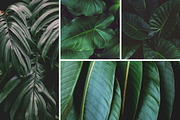 Tropical Leaves Bundle, a Nature Photo by René Jordaan Photography (Thumbnail 3 of 6)