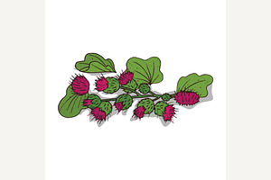 Isolated clipart Burdock