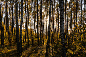 Sun setting through birch tree forest. Golden light illuminating autumn landsca, a Nature Photo by Eugene_Photo