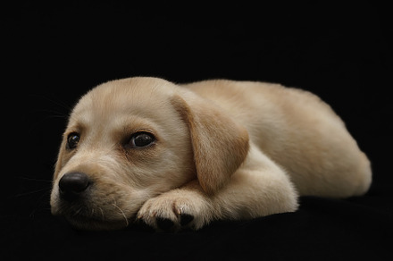 Portrait of a Labrador Retriever dog, an Animal Photo by AlexBush