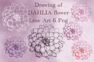 Drawing of DAHLIA Flower Line Art