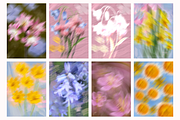 +38 Petal Haze Dreamy Blurred Flower, a Background Graphic by The Journey Atelier (Thumbnail 4 of 17)