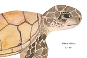 Sea turtles, an Animal Illustration by ramika (Thumbnail 3 of 3)