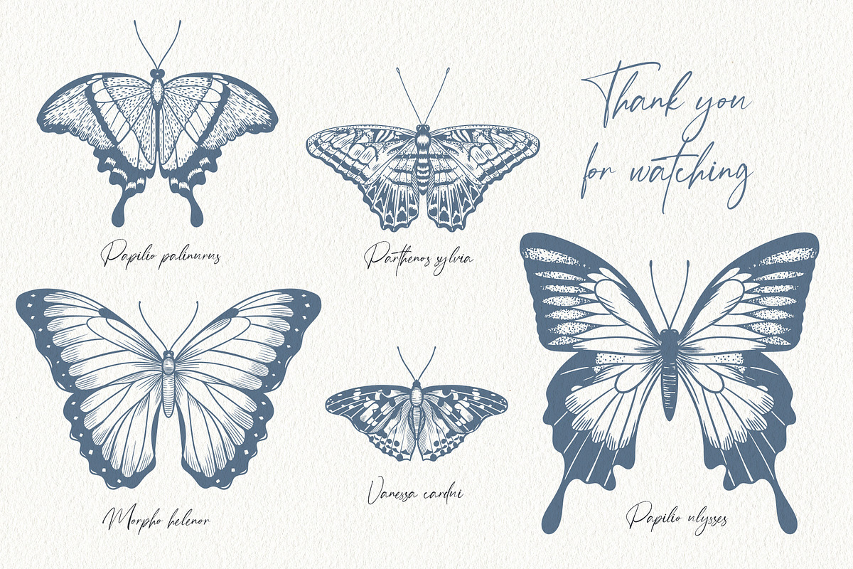 Wings in Ink. Vector Butterflies, an Object Graphic by PenguinArtStudio (Photo 6 of 6)