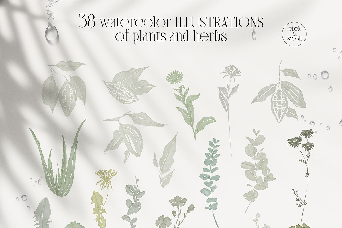 PLANTS & HERBS illustrations set, a Healthcare Illustration by Yuliia Lashevska (Photo 5 of 14)