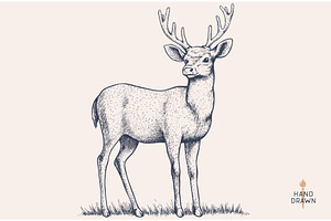 Deer. Hand drawn deer, stag, buck, an Animal Illustration by Foxys Graphic