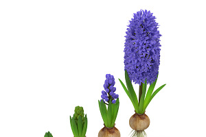 Hyacinthus Orientalis