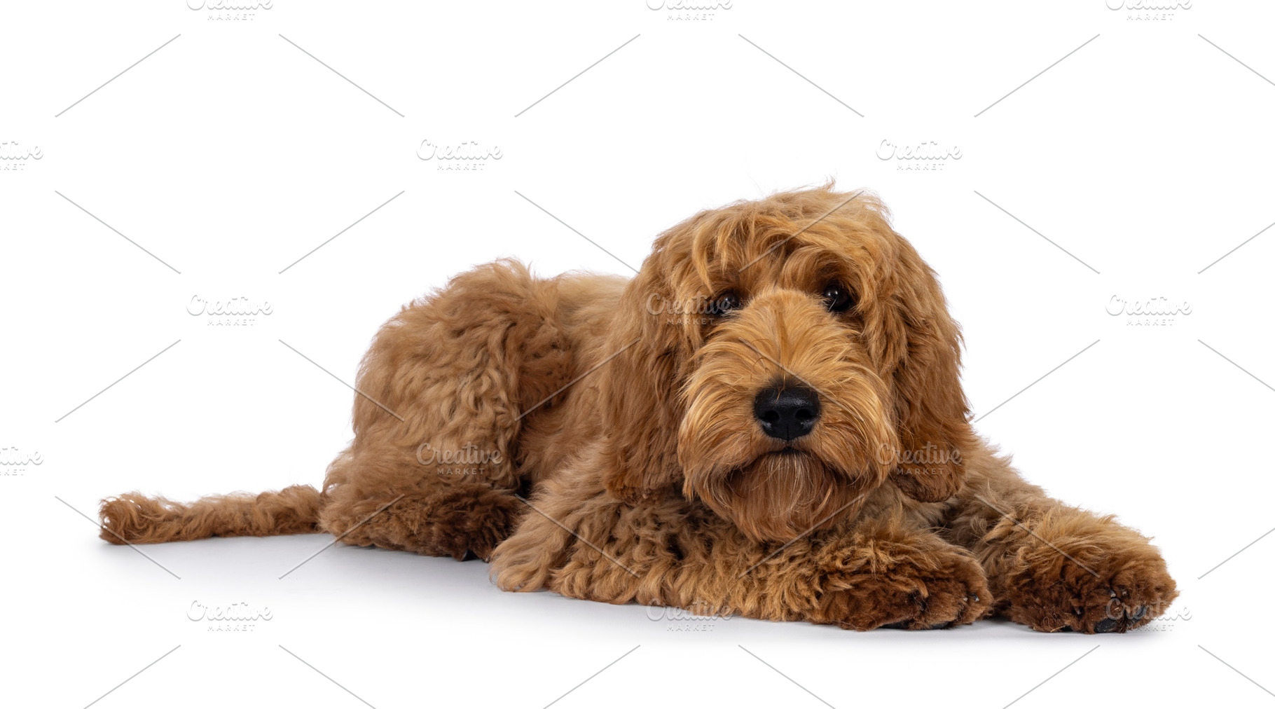 Labradoodle dog on white background, an Animal Photo by Cat'chy Images by Nynke