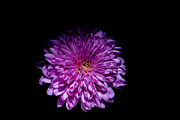 Dark Background Floral Bloom, a Nature Photo by Silent Nature (Thumbnail 4 of 10)