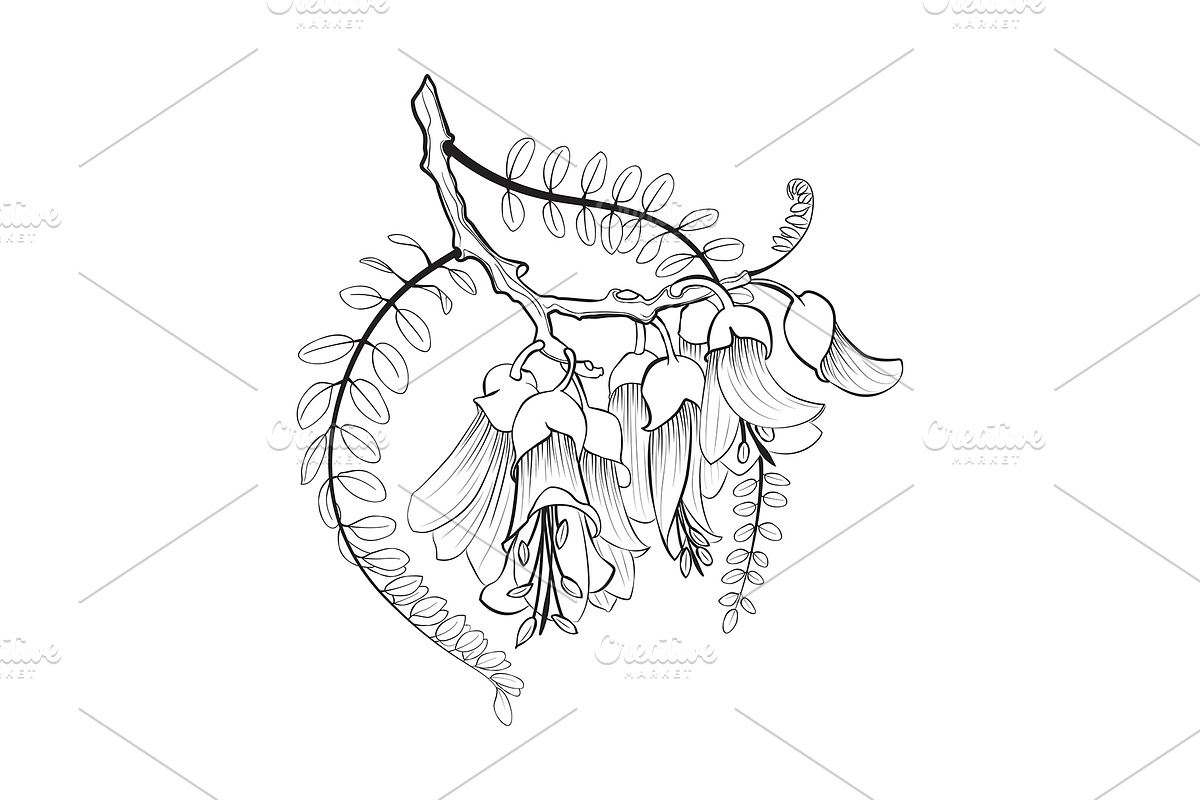 Plants of New Zealand Vector Set, an Illustration by Anna Repp Illustration (Photo 3 of 5)