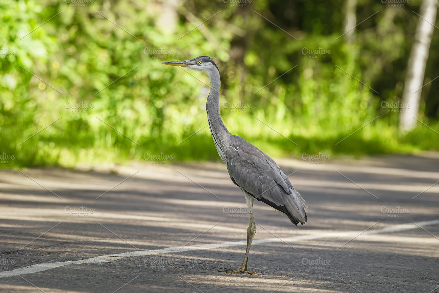 A beautiful blue heron ready to take, an Animal Photo by AlexBush