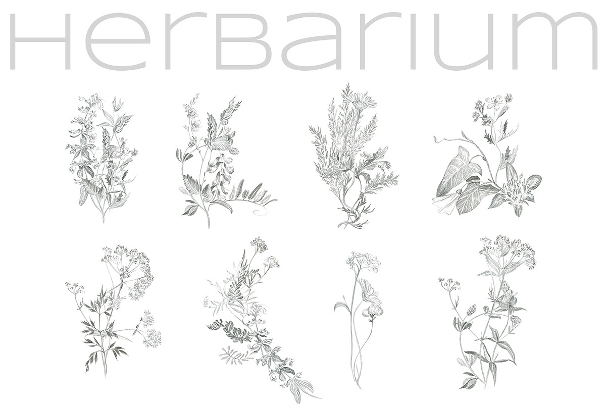 Herbarium. Pencil sketches, a Decorative Illustration by Love Watercolor Store (Photo 4 of 8)