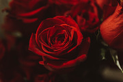 Red rose background featuring rose, roses, and red, a Nature Photo by Chelsea Victoria (Thumbnail 1 of 2)