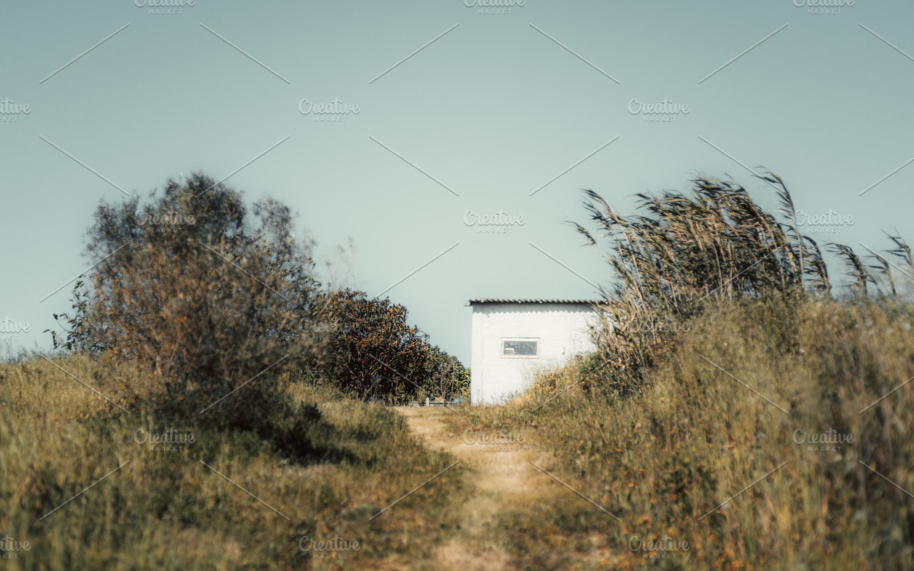 White house with loquat tree, an Architecture Photo by SkyNext