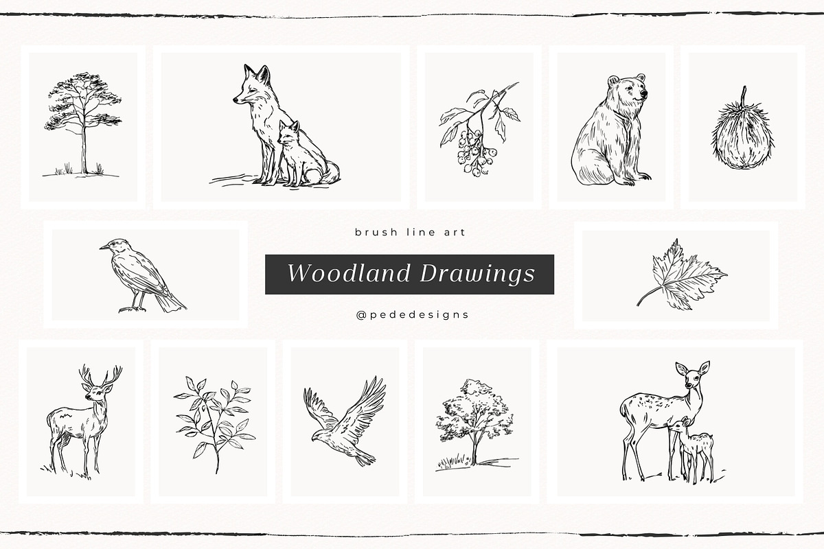 Woodland Drawings, an Animal Illustration by PeDe Designs (Photo 3 of 9)