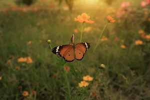 The Butterfly, an Animal Photo by furqi