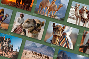 80 Desert Camel Stock Photos, an Animal Photo by Incomelion (Thumbnail 6 of 15)