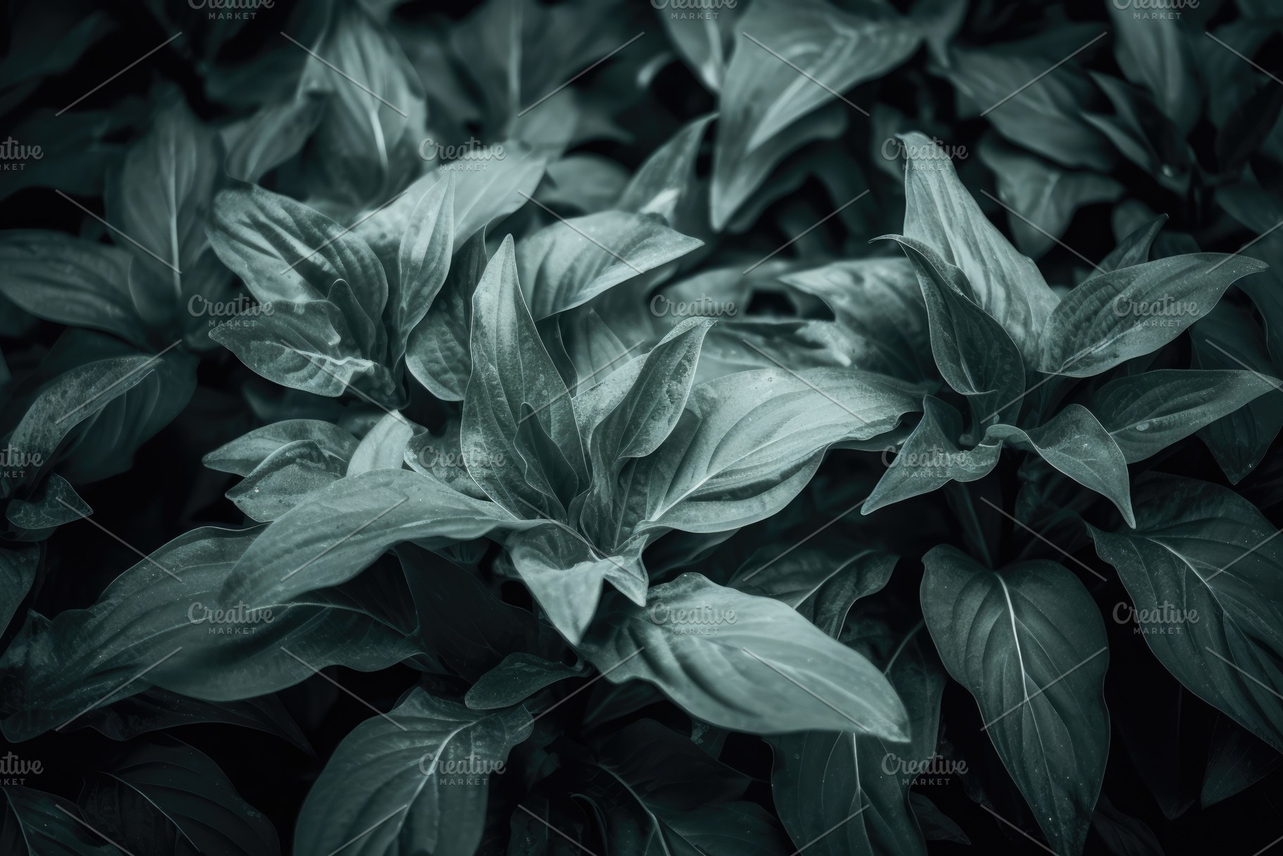 Green plant leaves natural close up background, a Photo by Dvoevnore photos