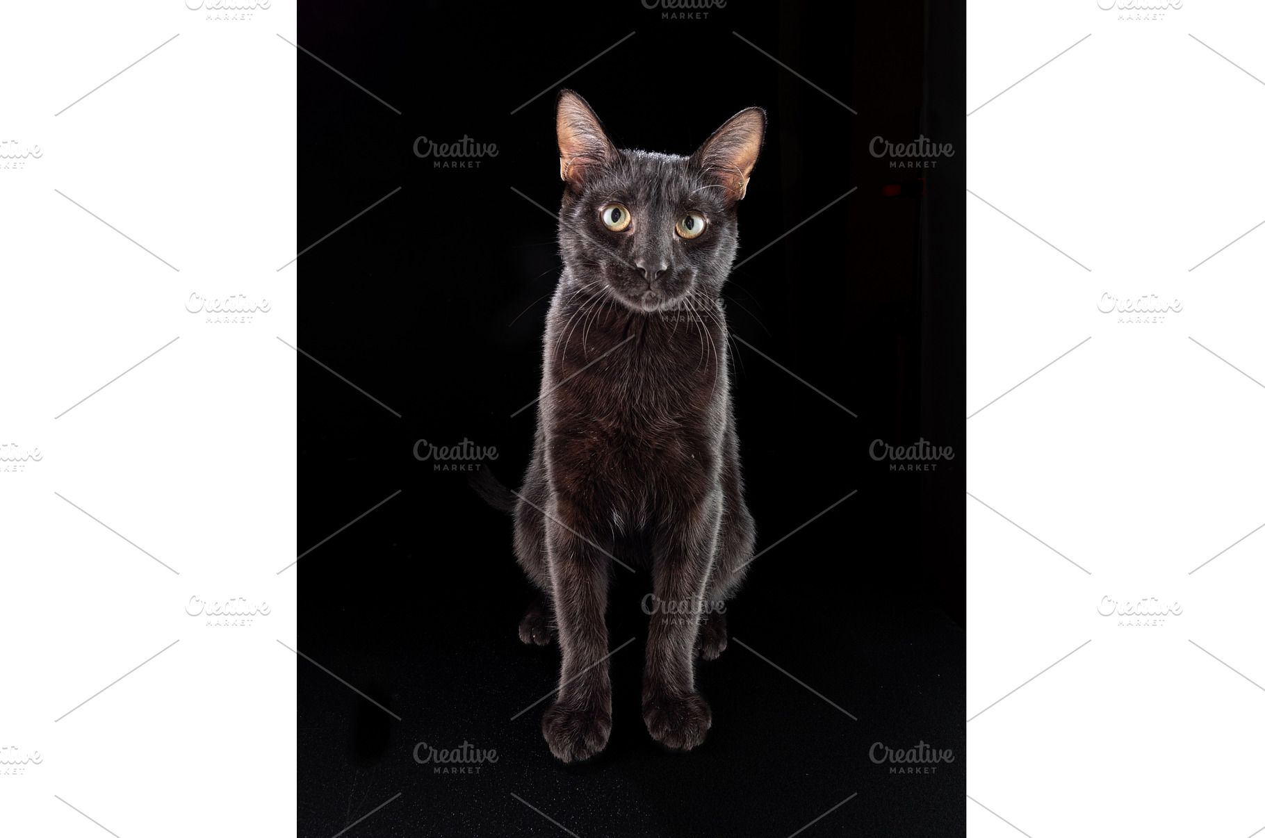 Black cat sitting on its hind legs, an Animal Photo by Stockphoto by vzwer