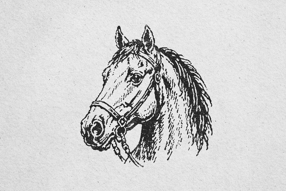 Vintage Horse Head Illustration, an Animal Illustration by lettett (Photo 3 of 3)