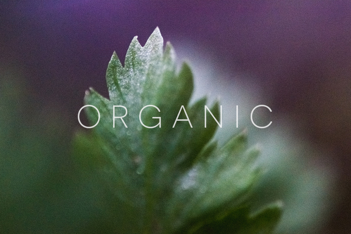 Organic | 20 Botanical Photos, a Nature Photo by Melanie Helena (Photo 14 of 20)