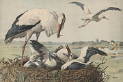 Oluf August Hermansen's Animals, an Animal Illustration by Digital Museum (Thumbnail 11 of 11)