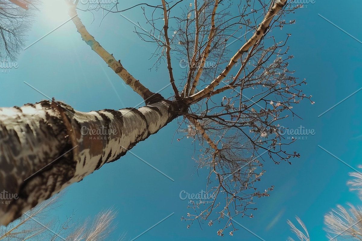 98 Trees view from below, a Nature Photo by Handmadefont (Photo 18 of 98)