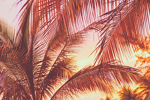 Retro Sunset On Palm Trees, a Background Photo by THP Creative