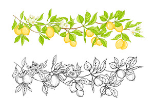 Lemon Tree Branch With Lemons Set