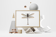 Dragonfly Australian Vintage Insect, an Illustration by Enliven Designs (Thumbnail 6 of 8)