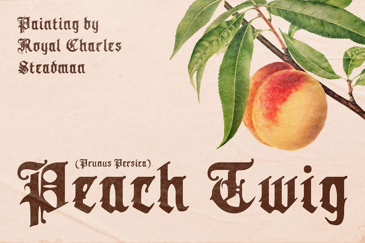 CS Morstan Drawn, a Blackletter Font by Craft Supply Co. (Photo 6 of 8)