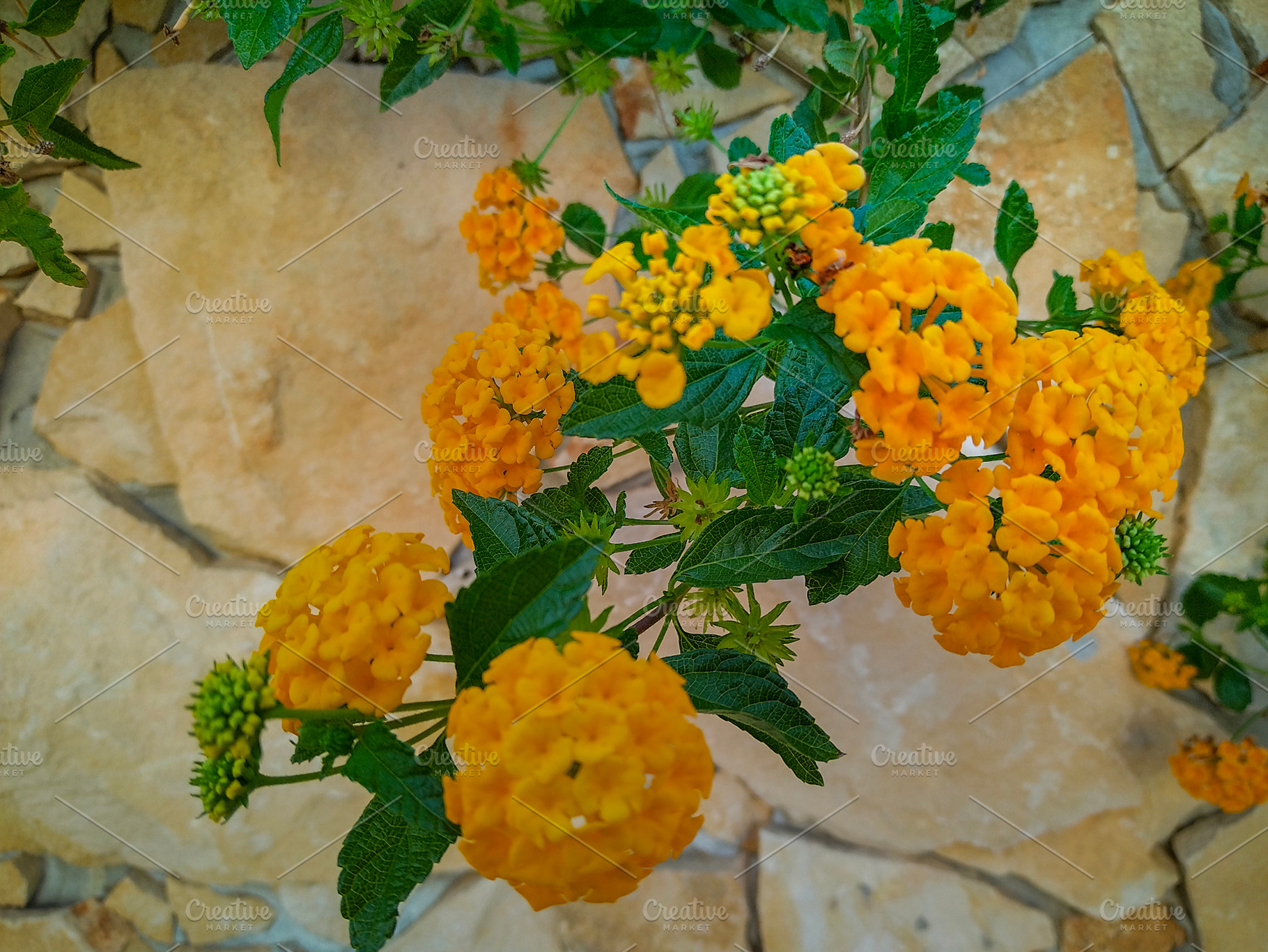 Orange flowers blooming near stone wall, a Nature Photo by DanFLCreativo