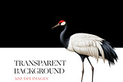 Crane Clipart, Crowned Crane, Birds, an Animal Illustration by BrushstrokeArtGB (Thumbnail 7 of 9)