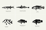 Fish Illustrations, an Object Graphic by Nomad Visuals (Thumbnail 10 of 11)