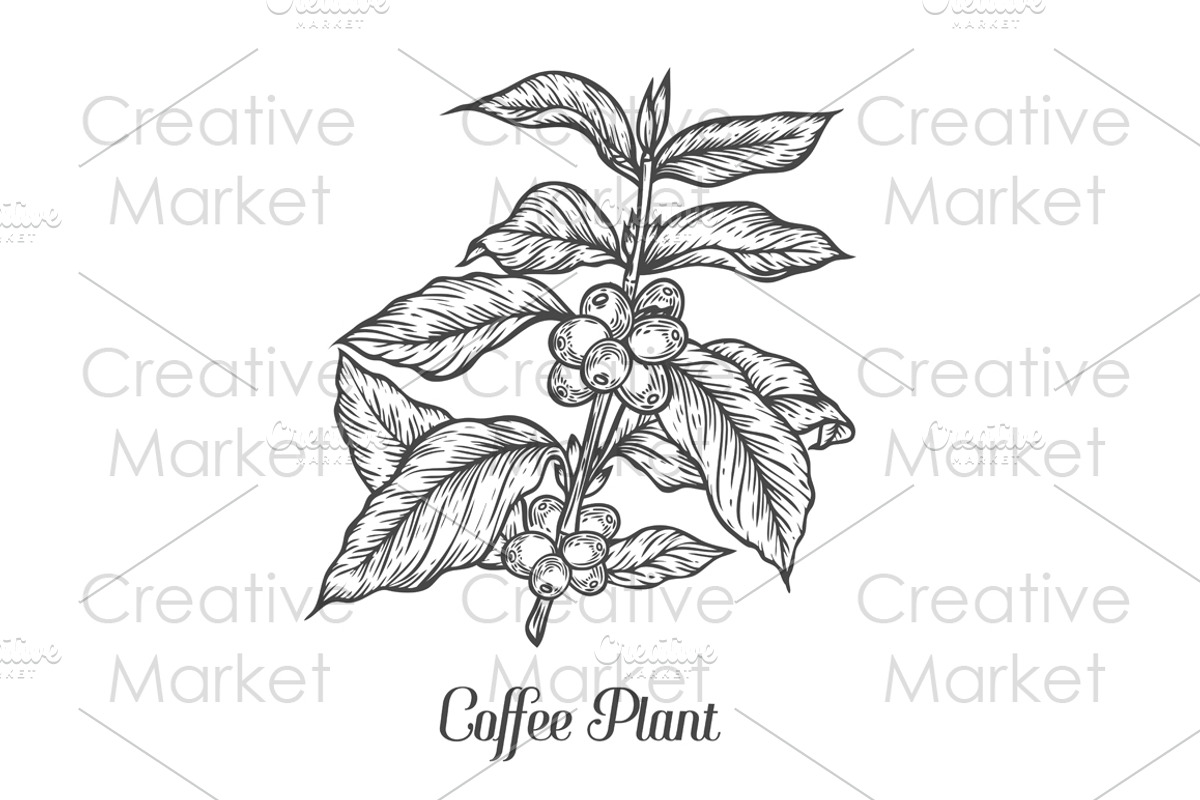 Coffee plant hand drawn illustration, a Food Illustration by Sketch Seven Shop (Photo 1 of 2)
