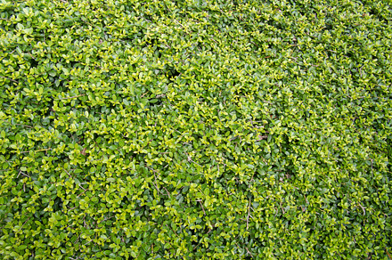 Green hedge or shrub texture stock photo containing abstract and background, a Nature Photo by Zigzag Mountain Art