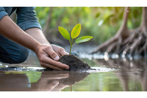 A person planting a small tree, a Nature Photo by Igor Tichonow