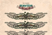 Seaweeds, an Object Illustration by Ink Stories (Thumbnail 18 of 24)