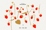 Organic Meadow Strawberries, an Object Graphic by line & plane (Thumbnail 3 of 7)