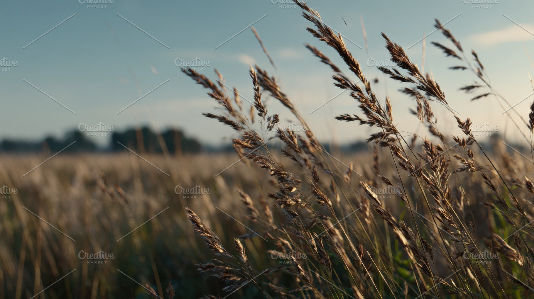 Wheat swaying in the wind at sunset, a Photo by Beautiful things