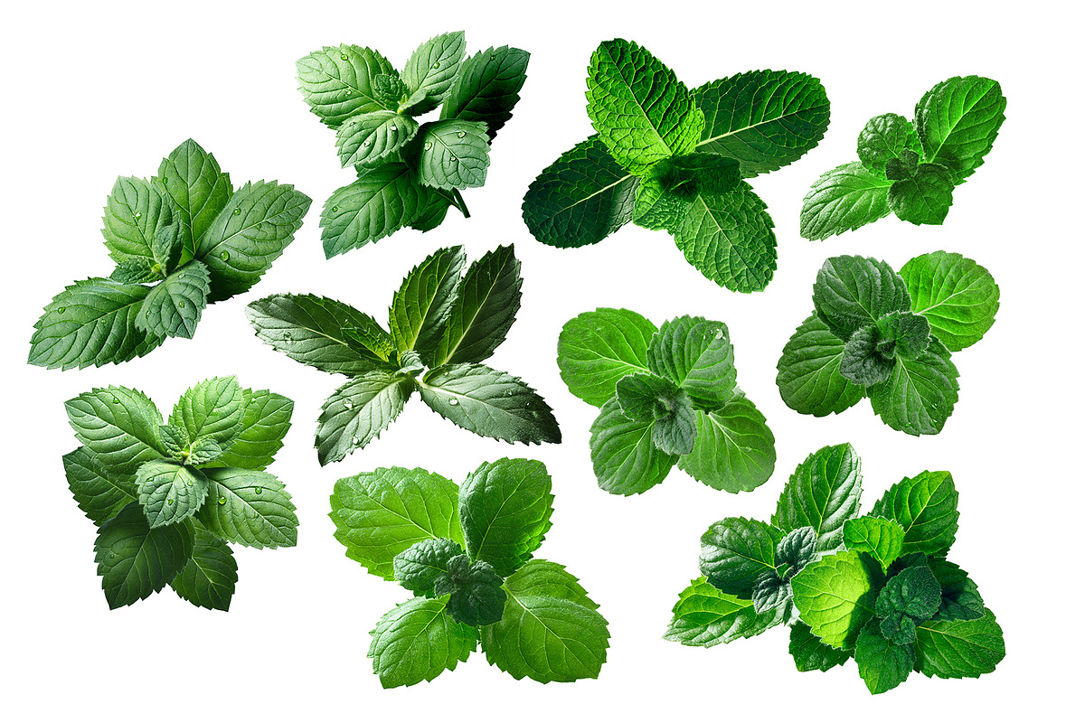 Peppermint leaves, an Object Graphic by Hortimages (Photo 1 of 2)