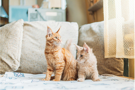 Two Funny Curious Young Red Ginger, an Animal Photo by Our Amazing World