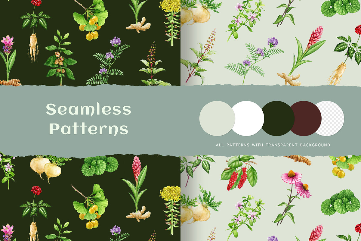 Adaptogenic Medicinal Plant Clipart, a Healthcare Illustration by AnitaPol (Photo 22 of 24)