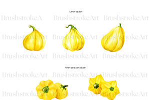 Watercolor Squash Clipart, Vegetable