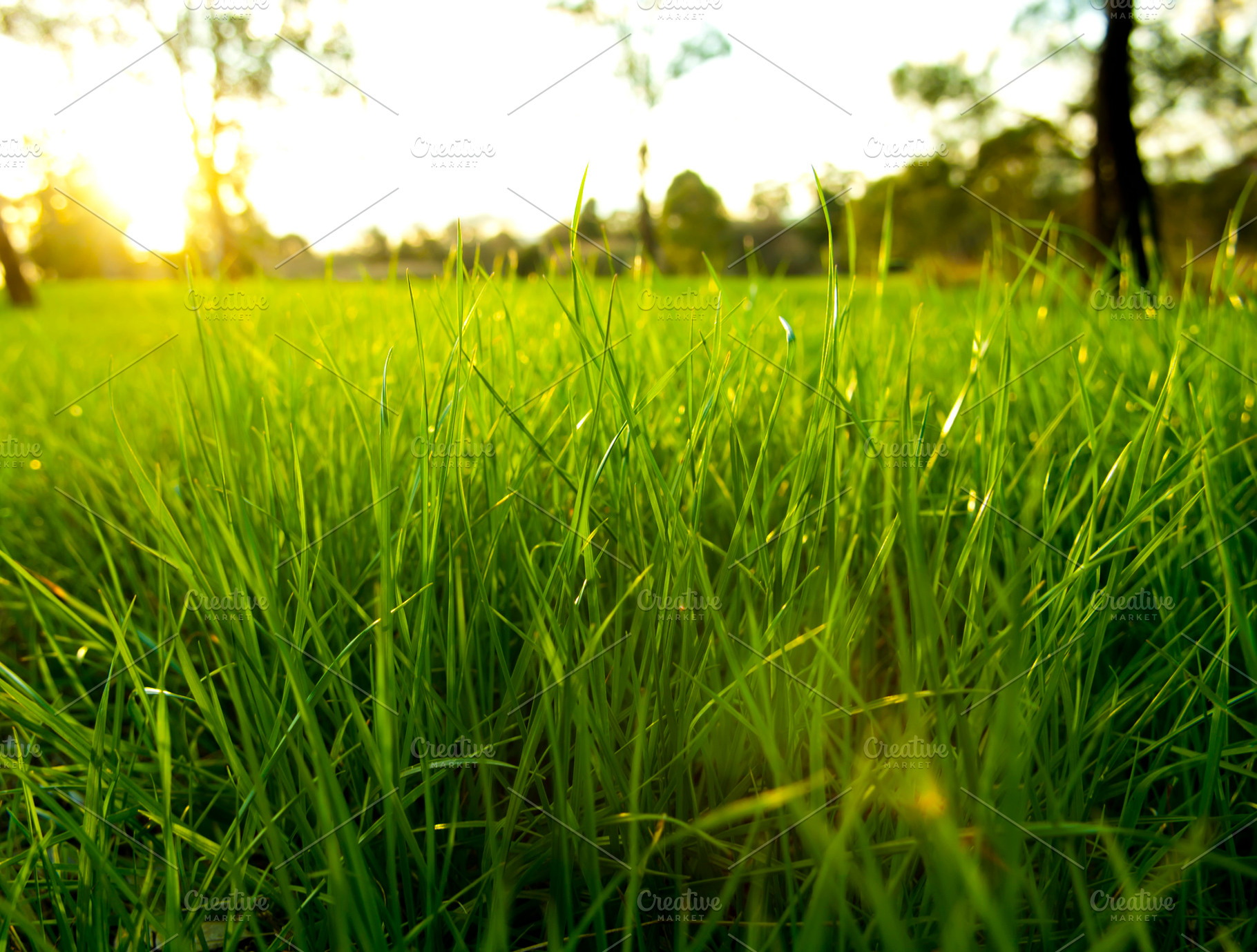 Lush Grass Low Level, a Nature Photo by THP Creative