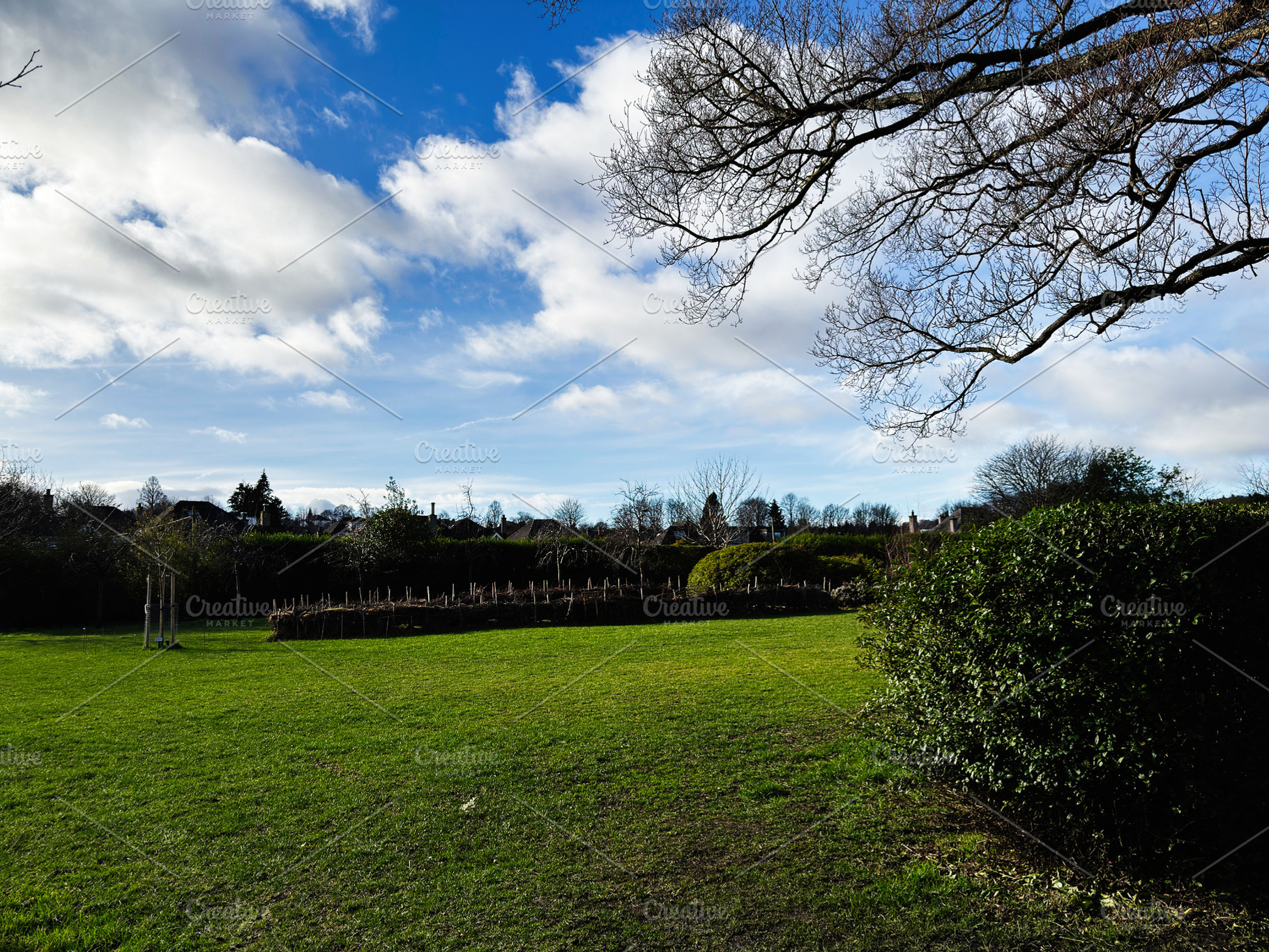 Sunny winter park with green lawn and bare oak branches framing blue sky in res, a Photo by AS photostudio